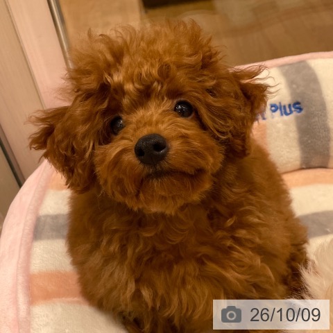 東京都のトイプードル(トイ) (ペットプラス MARK IS 葛飾かなまち店/2026年7月7日生まれ/男の子/レッド)の子犬の4枚目の画像