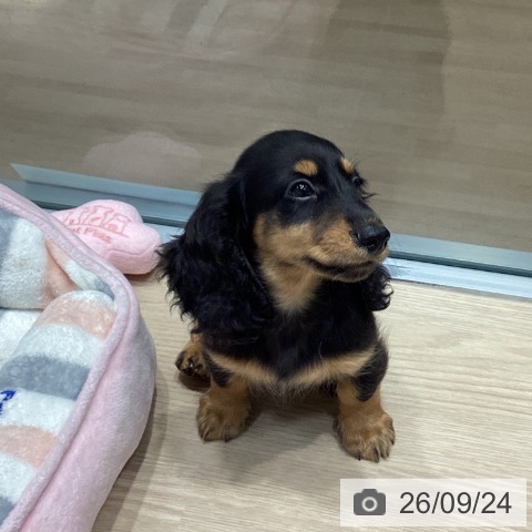 千葉県のミニチュアダックスフンド(ロング) (ペットプラス 柏店/2026年7月11日生まれ/男の子/ブラックタン)の子犬の4枚目の画像
