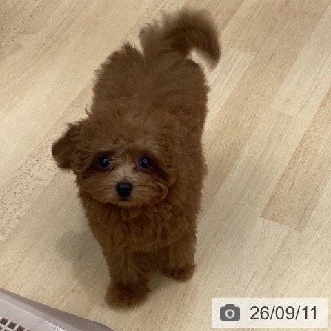 長野県のトイプードル(トイ) (ペットプラス 松本店/2026年6月27日生まれ/女の子/レッド)の子犬の3枚目の画像