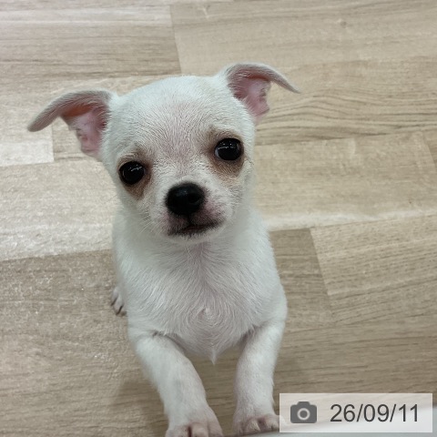 チワワの写真