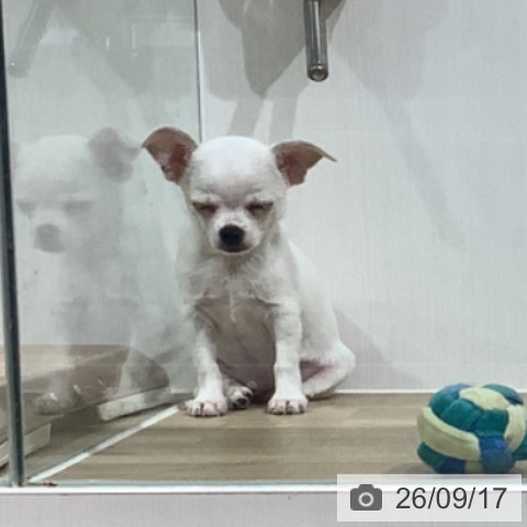 長野県のチワワ(ロング) (ペットプラス 長野店/2026年7月7日生まれ/男の子/ホワイトクリーム)の子犬の3枚目の画像