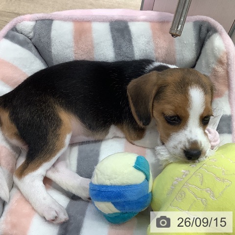 東京都のビーグル (ペットプラス 日の出店/2026年7月8日生まれ/女の子/ブラックタンホワイト)の子犬の4枚目の画像