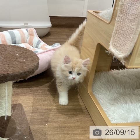 埼玉県のスコティッシュフォールド (ペッツワン 吉川美南店/2026年7月8日生まれ/男の子/クリームタビーホワイト)の子猫の3枚目の画像