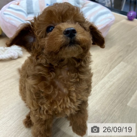 神奈川県のトイプードル(トイ) (ペットプラス 武蔵小杉店/2026年7月15日生まれ/女の子/レッド)の子犬の3枚目の画像