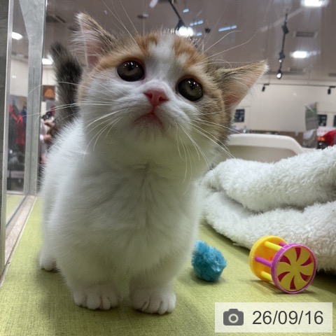 マンチカンの写真