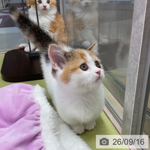 マンチカンの写真