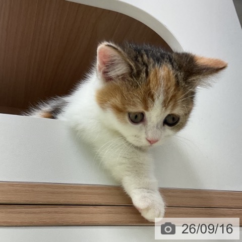 マンチカンの写真