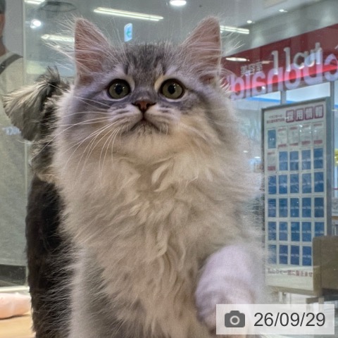 東京都のラガマフィン (ペットプラス 東久留米店/2026年7月11日生まれ/男の子/シルバータビー)の子猫の4枚目の画像