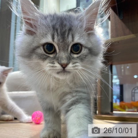 東京都のラガマフィン (ペットプラス 東久留米店/2026年7月11日生まれ/男の子/シルバータビー)の子猫の4枚目の画像