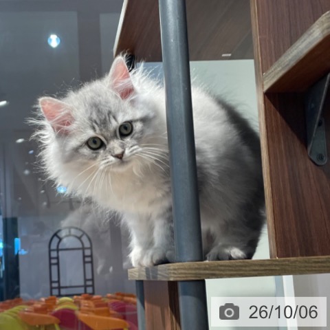 東京都のラガマフィン (ペットプラス 東久留米店/2026年7月11日生まれ/男の子/シルバータビー)の子猫の4枚目の画像