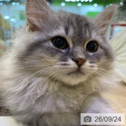 東京都のラガマフィン (ペットプラス 東久留米店/2026年7月11日生まれ/男の子/シルバータビー)の子猫の3枚目の画像