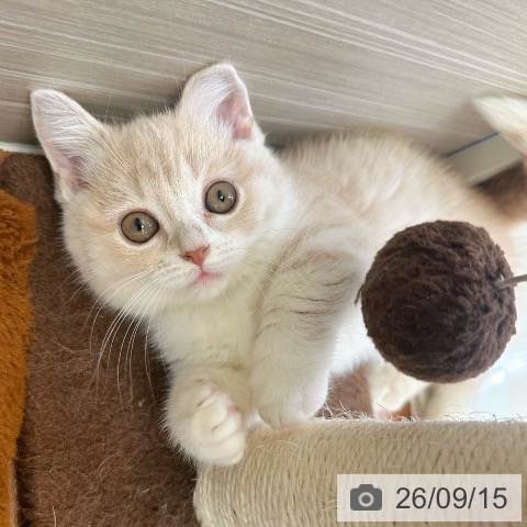 マンチカンの写真