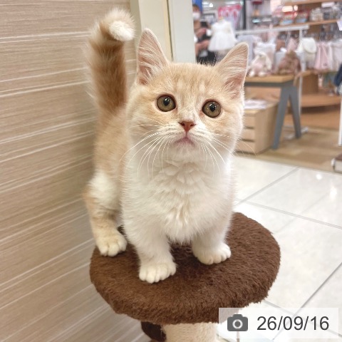 東京都のマンチカン (ペットプラス 板橋店/2026年7月10日生まれ/女の子/クリームタビーホワイト)の子猫の4枚目の画像