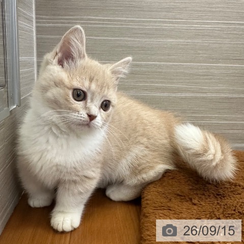 マンチカンの写真