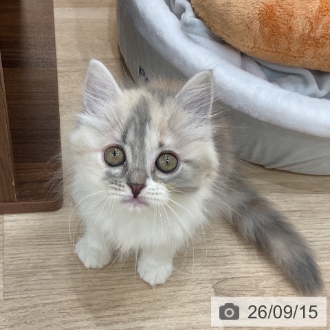 スコティッシュフォールドの写真