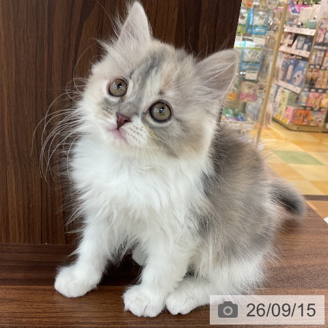 スコティッシュフォールドの写真