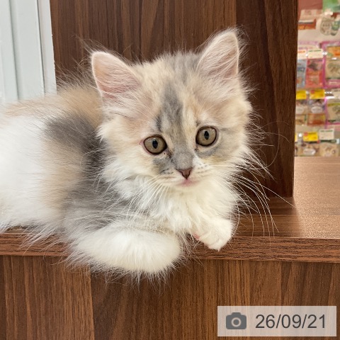 群馬県のスコティッシュフォールド (ペットプラス 前橋店/2026年7月8日生まれ/女の子/ダイリュートキャリコ)の子猫の3枚目の画像