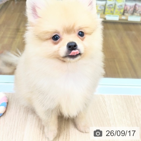 福島県のポメラニアン (ペットプラス 福島店/2026年7月14日生まれ/男の子/オレンジ)の子犬の4枚目の画像