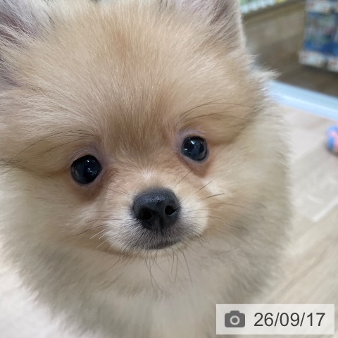福島県のポメラニアン (ペットプラス 福島店/2026年7月14日生まれ/男の子/オレンジ)の子犬の3枚目の画像