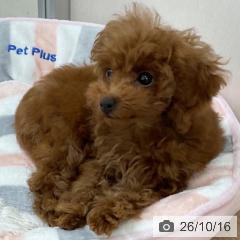 神奈川県のトイプードル(トイ) (ペットプラス アミーゴ藤沢店/2026年7月14日生まれ/女の子/レッド)の子犬の3枚目の画像