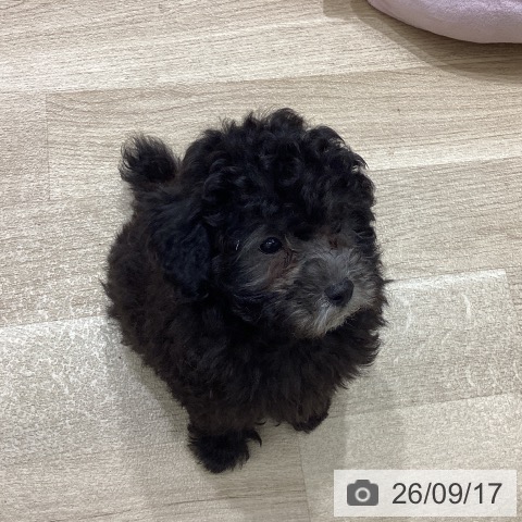 宮城県のトイプードル(トイ) (ペットプラス 名取店/2026年7月12日生まれ/男の子/シルバー)の子犬の4枚目の画像