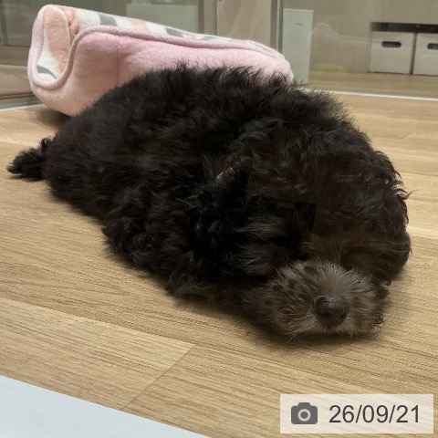 宮城県のトイプードル(トイ) (ペットプラス 名取店/2026年7月12日生まれ/男の子/シルバー)の子犬の3枚目の画像