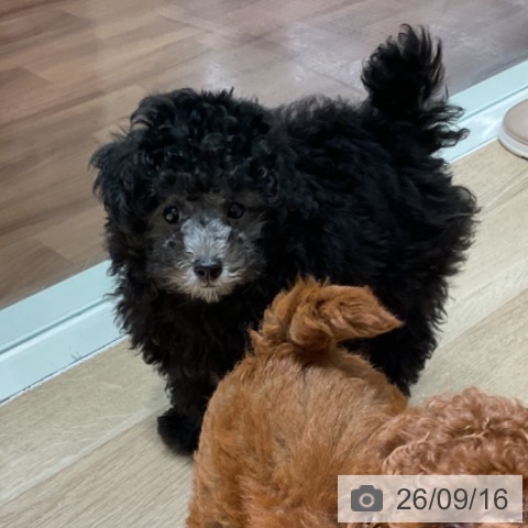 埼玉県のトイプードル(トイ) (ペットプラス イオンモール春日部店/2026年7月12日生まれ/男の子/シルバー)の子犬の3枚目の画像
