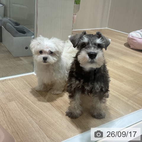 ミニチュア・シュナウザーの写真