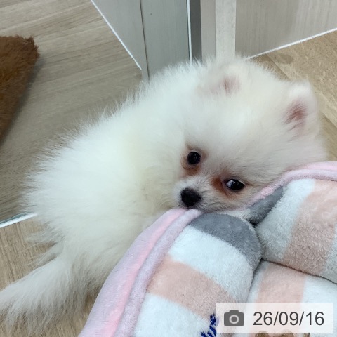 千葉県のポメラニアン (ペットプラス 船橋店/2026年7月15日生まれ/男の子/ホワイトクリーム)の子犬の4枚目の画像