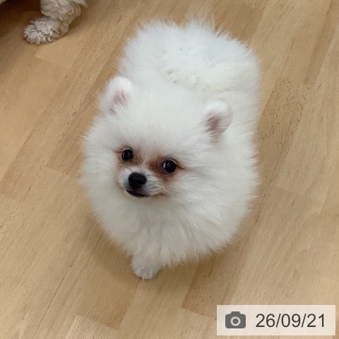 長野県のポメラニアン (ペットプラス 松本店/2026年7月15日生まれ/男の子/ホワイトクリーム)の子犬の4枚目の画像
