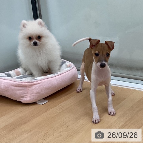 長野県のポメラニアン (ペットプラス 松本店/2026年7月15日生まれ/男の子/ホワイトクリーム)の子犬の3枚目の画像