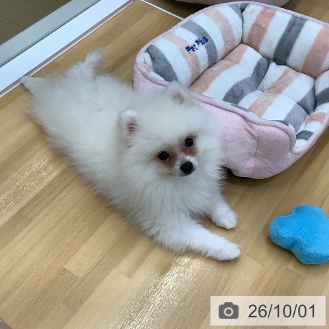長野県のポメラニアン (ペットプラス 松本店/2026年7月15日生まれ/男の子/ホワイトクリーム)の子犬の3枚目の画像