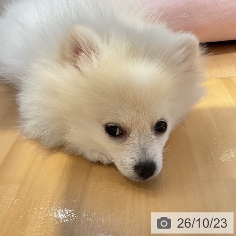 山形県のポメラニアン (ペットプラス 天童店/2026年7月15日生まれ/女の子/ホワイトクリーム)の子犬の3枚目の画像