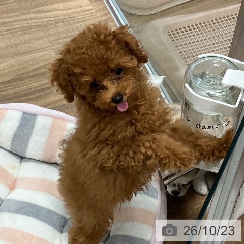 茨城県のトイプードル(トイ) (ペッツワン 阿見店/2026年7月15日生まれ/男の子/レッド)の子犬の4枚目の画像