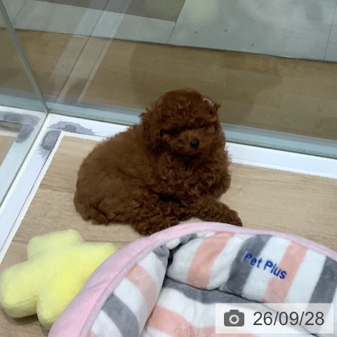 埼玉県のトイプードル(トイ) (ペットプラス ららぽーと新三郷店/2026年7月15日生まれ/男の子/レッド)の子犬の3枚目の画像