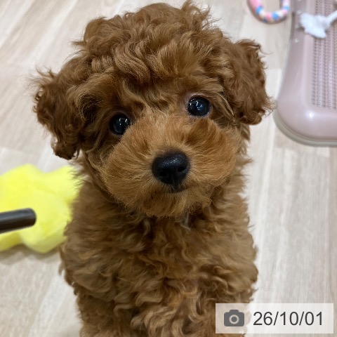 新潟県のトイプードル(トイ) (ペットプラス 新潟亀田インター店/2026年7月15日生まれ/女の子/レッド)の子犬の4枚目の画像
