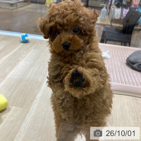 新潟県のトイプードル(トイ) (ペットプラス 新潟亀田インター店/2026年7月15日生まれ/女の子/レッド)の子犬の3枚目の画像