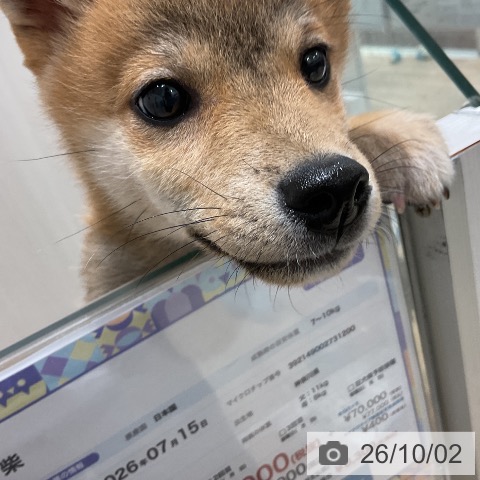 千葉県の柴犬(標準サイズ) (ペットプラス 木更津店/2026年7月15日生まれ/男の子/赤)の子犬の3枚目の画像