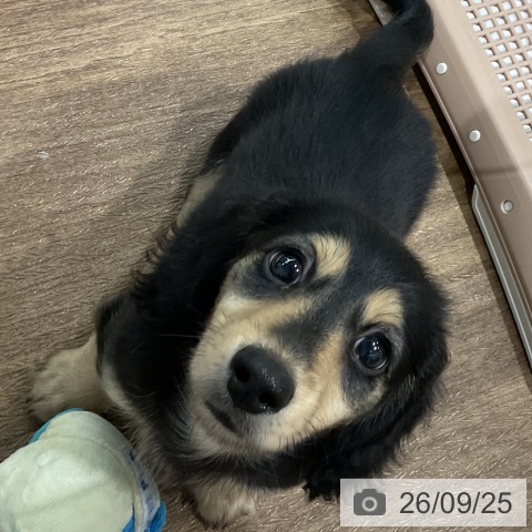 神奈川県のカニンヘンダックスフンド(ロング) (ペッツワン 鎌倉梶原店/2026年7月14日生まれ/男の子/ブラックイエロー)の子犬の3枚目の画像