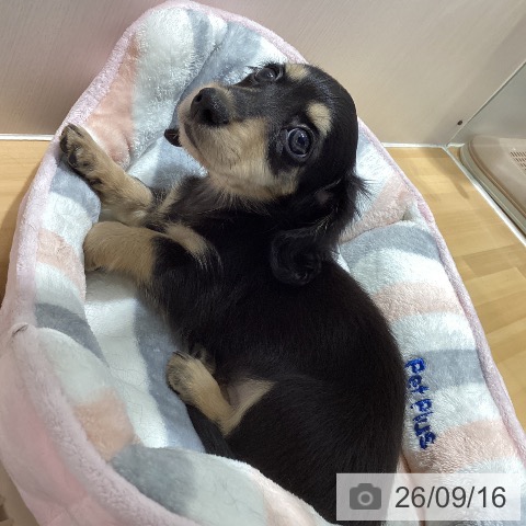 山梨県のカニンヘンダックスフンド(ロング) (ペットプラス 甲府昭和店/2026年7月14日生まれ/女の子/ブラックイエロー)の子犬の4枚目の画像