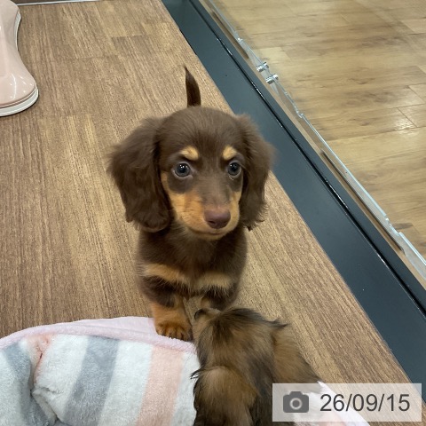 埼玉県のカニンヘンダックスフンド(ロング) (ペッツワン 吉川美南店/2026年7月15日生まれ/男の子/チョコレートタン)の子犬の4枚目の画像