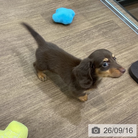 埼玉県のカニンヘンダックスフンド(ロング) (ペッツワン 吉川美南店/2026年7月15日生まれ/男の子/チョコレートタン)の子犬の3枚目の画像