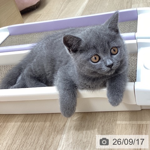 宮城県のブリティッシュショートヘアー (ペットプラス 名取店/2026年7月10日生まれ/女の子/ブルー)の子猫の4枚目の画像