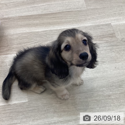 山梨県のカニンヘンダックスフンド(ロング) (ペットプラス 甲府国母店/2026年7月15日生まれ/男の子/シェーデットイエロー)の子犬の3枚目の画像