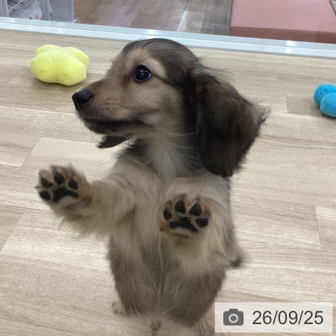 山梨県のカニンヘンダックスフンド(ロング) (ペットプラス 甲府国母店/2026年7月15日生まれ/男の子/シェーデットイエロー)の子犬の4枚目の画像