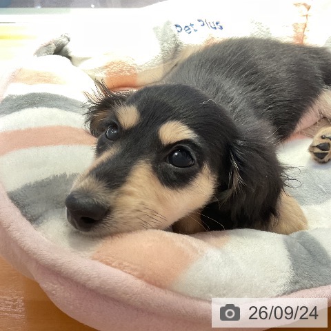 山形県のカニンヘンダックスフンド(ロング) (ペットプラス 天童店/2026年7月15日生まれ/女の子/ブラックイエロー)の子犬の3枚目の画像