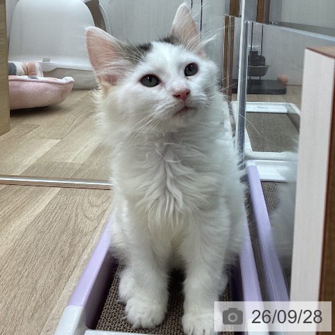 宮城県のノルウェージャンフォレストキャット (ペットプラス 名取店/2026年7月8日生まれ/男の子/ブラウンタビーホワイト)の子猫の4枚目の画像