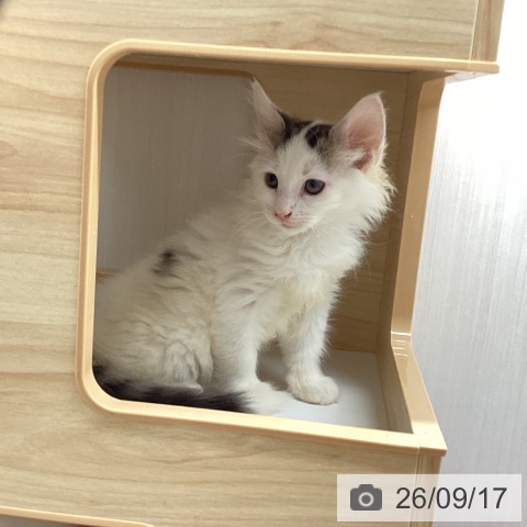 宮城県のノルウェージャンフォレストキャット (ペットプラス 名取店/2026年7月8日生まれ/男の子/ブラウンタビーホワイト)の子猫の3枚目の画像