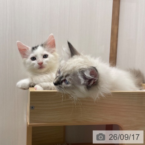 ノルウェージャンフォレストキャットの写真