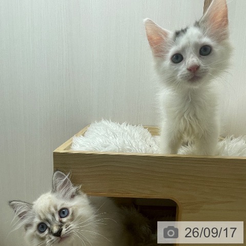 ノルウェージャンフォレストキャットの写真